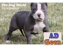 used Heavy Bone American Bully Puppies available 9793862529 for sale 
